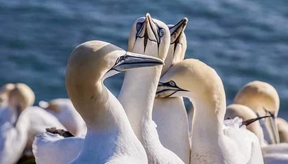 新昌伴游，定制QQ：3494206190微信：act1322